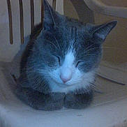 Muffin is registered to the contest to win money with this photo: