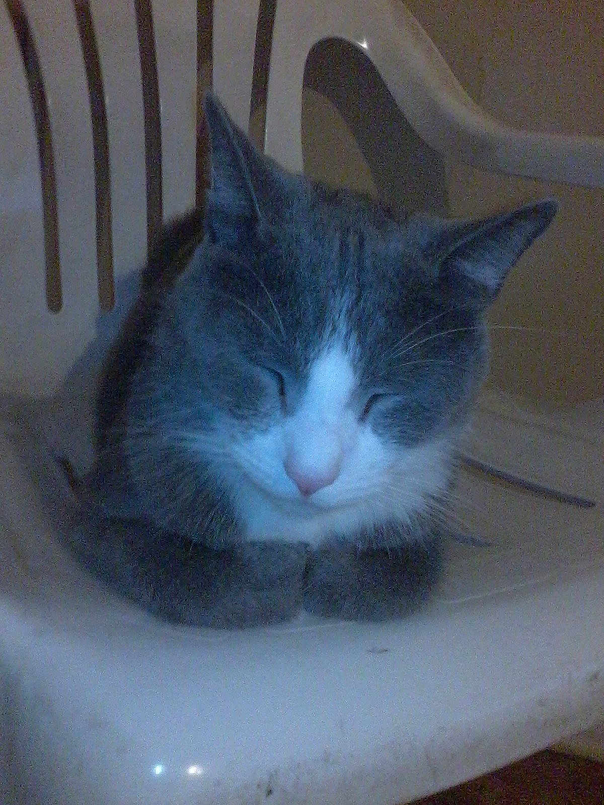 Muffin