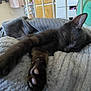Alaska a rejoint le concours — aidez-le/la à gagner de superbes lots ! cat, black_cat, sleeping, paw, blanket, soft_texture, indoor, furniture, cozy, resting, pet, animal, nap, home, relaxation, close_up, comfort, feline, bed, quiet