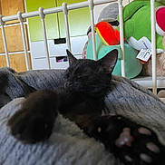 Alaska a rejoint le concours — aidez-le/la à gagner de superbes lots ! cat, kitten, sleeping, paw, black_cat, blanket, soft, bed, stuffed_toy, green_cabinet, indoor, cozy, cute, pet, animal, feline, resting, close_up, home, relaxing