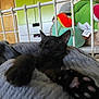 cat, kitten, sleeping, paw, black_cat, blanket, soft, bed, stuffed_toy, green_cabinet, indoor, cozy, cute, pet, animal, feline, resting, close_up, home, relaxing