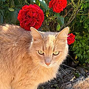 Butters is registered to the contest to win money with this photo: cat, ginger_cat, flower, rose, red_rose, greenery, outdoor, sunlight, fur, pet, animal, nature, plant, garden, closeup, whiskers, leaf, bush, serious_expression, daylight