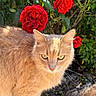 animal, bush, cat, closeup, daylight, flower, fur, garden, ginger_cat, greenery, leaf, nature, outdoor, pet, plant, red_rose, rose, serious_expression, sunlight, whiskers