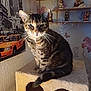 Harriet joined the competition — help win amazing prizes! abyssinian, alloywheel, animal, car, carwheel, cat, face, furniture, head, kitten, machine, manx, person, pet, shelf, spoke, tire, transportation, vehicle, wheel