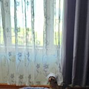Willow joined the competition — help win amazing prizes! dog, window, curtain, sheer_curtain, indoor, pet, blurry, floor, home, furniture, small_dog, light, shadow, cozy, animal, domestic, resting, quiet, background, room
