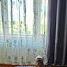 dog, window, curtain, sheer_curtain, indoor, pet, blurry, floor, home, furniture, small_dog, light, shadow, cozy, animal, domestic, resting, quiet, background, room