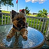 american_flag, animal, backyard, black_fur, blue_sky, brown_fur, clouds, deck_railing, dog, fluffy, front_paws, glass_table, long_hair, outdoor, patio, pet, pointed_ears, sitting, small_dog, yorkshire_terrier