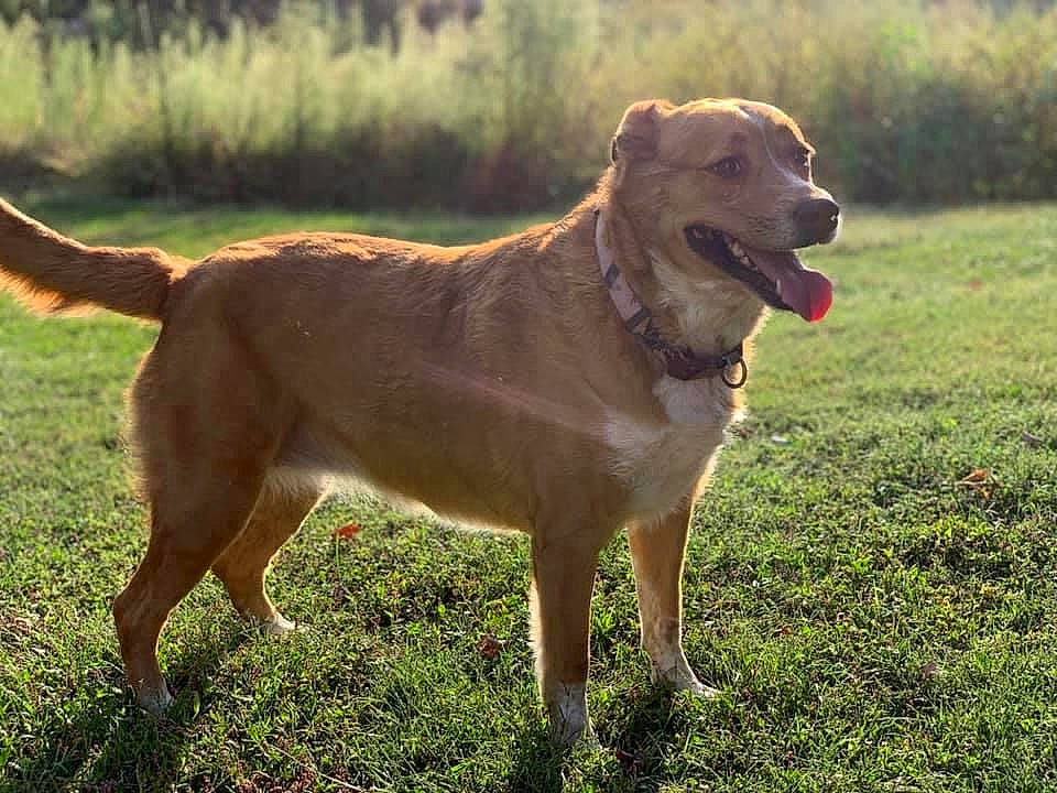 Sammy is registered to the contest to win money with this photo: austrian_pinscher, broholmer, canidae, carnivore, companion_dog, dog, dog_breed, fawn, field_trial, hunting_dog, labrador_retriever, mammal, nova_scotia_duck_tolling_retriever, sporting_group, vertebrate