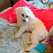 Daisy Mae is registered to the contest to win money with this photo: dog, white_dog, curly_fur, blanket, pink_pillow, bed, indoor, pet, lying_down, companion, cozy, curious_look, furry, animal, resting, soft_texture, canine, domestic_animal, home, relaxing