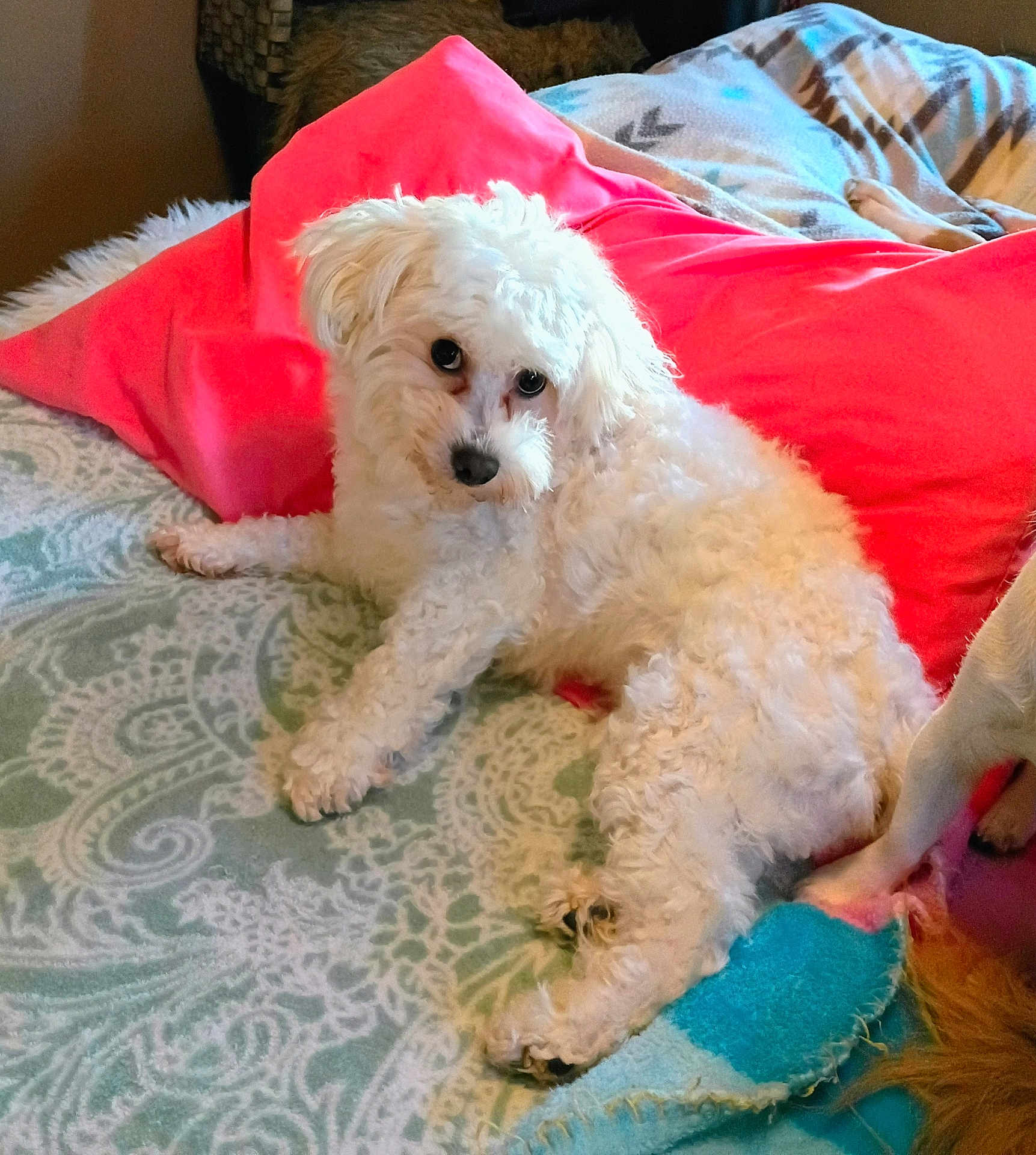 Daisy Mae is registered to the contest to win money with this photo: dog, white_dog, curly_fur, blanket, pink_pillow, bed, indoor, pet, lying_down, companion, cozy, curious_look, furry, animal, resting, soft_texture, canine, domestic_animal, home, relaxing