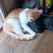 Mochi is registered to the contest to win money with this photo: cat, orange_cat, white_cat, sleeping, shoe, black_shoe, wooden_floor, indoor, collar, pet, resting, window, household_items, fabric, box, flooring, animal, fur, domestic_cat, curled_up