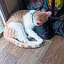 cat, orange_cat, white_cat, sleeping, shoe, black_shoe, wooden_floor, indoor, collar, pet, resting, window, household_items, fabric, box, flooring, animal, fur, domestic_cat, curled_up