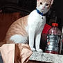 Mochi is registered to the contest to win money with this photo: cat, kitten, blue_collar, orange_and_white_fur, kitchen_counter, paper_bag, sports_drink_bottle, clutter, indoor, pet, curious, alert, domestic_animal, feline, household, container, plastic_bin, paper, tabletop, furniture