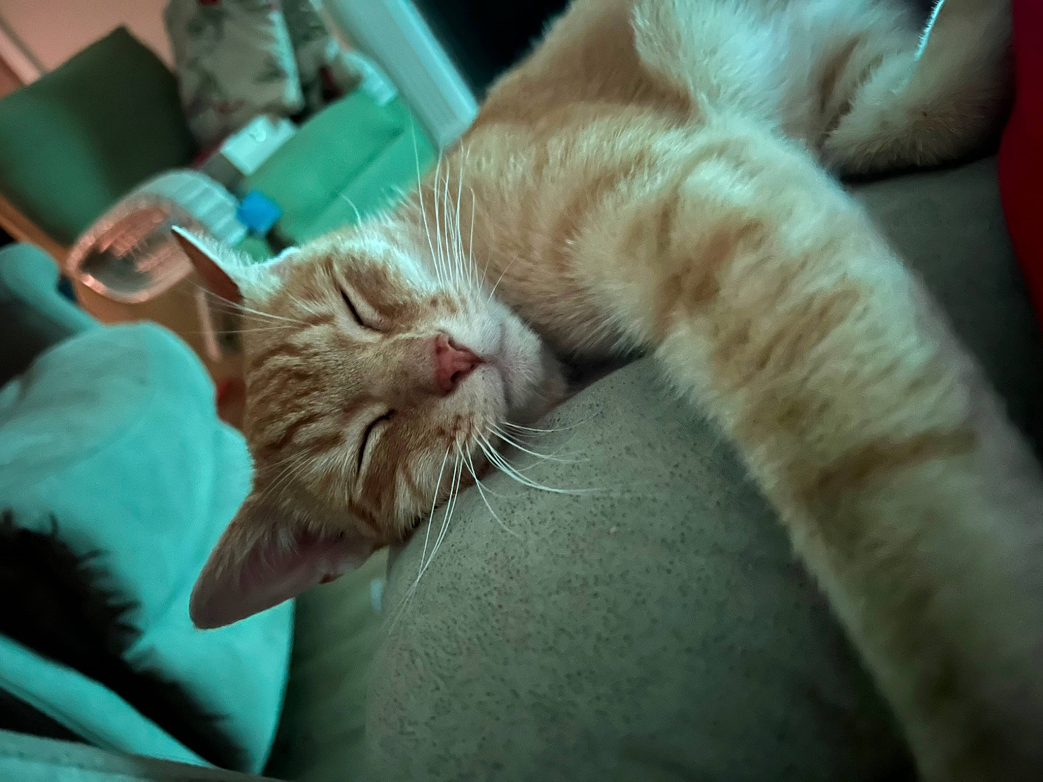 Aslan is registered to the contest to win money with this photo: carnivore, cat, claw, comfort, devon_rex, domestic_short_haired_cat, fang, fawn, felidae, foot, fur, gesture, human_leg, nail, nap, paw, small_to_medium_sized_cats, snout, tail, whiskers