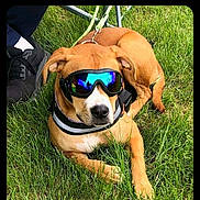 Bella is registered to the contest to win money with this photo: animal, canine, casual, companion, cool, dog, footwear, grass, greenery, leash, nature, outdoor, pet, reflection, relaxing, resting, shoe, summer, sunglasses, sunlight