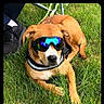 animal, canine, casual, companion, cool, dog, footwear, grass, greenery, leash, nature, outdoor, pet, reflection, relaxing, resting, shoe, summer, sunglasses, sunlight
