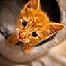 kitten, orange_cat, cat, pet, animal, cute, fur, whiskers, ears, eyes, close_up, portrait, indoor, cozy, soft, feline, curious, young, mammal, playful