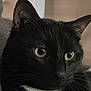 cat, black_cat, close_up, green_eyes, whiskers, pet, animal, feline, indoor, portrait, white_patch, curious, calm, fur, face, ears, nose, alert, domestic_cat, house_pet
