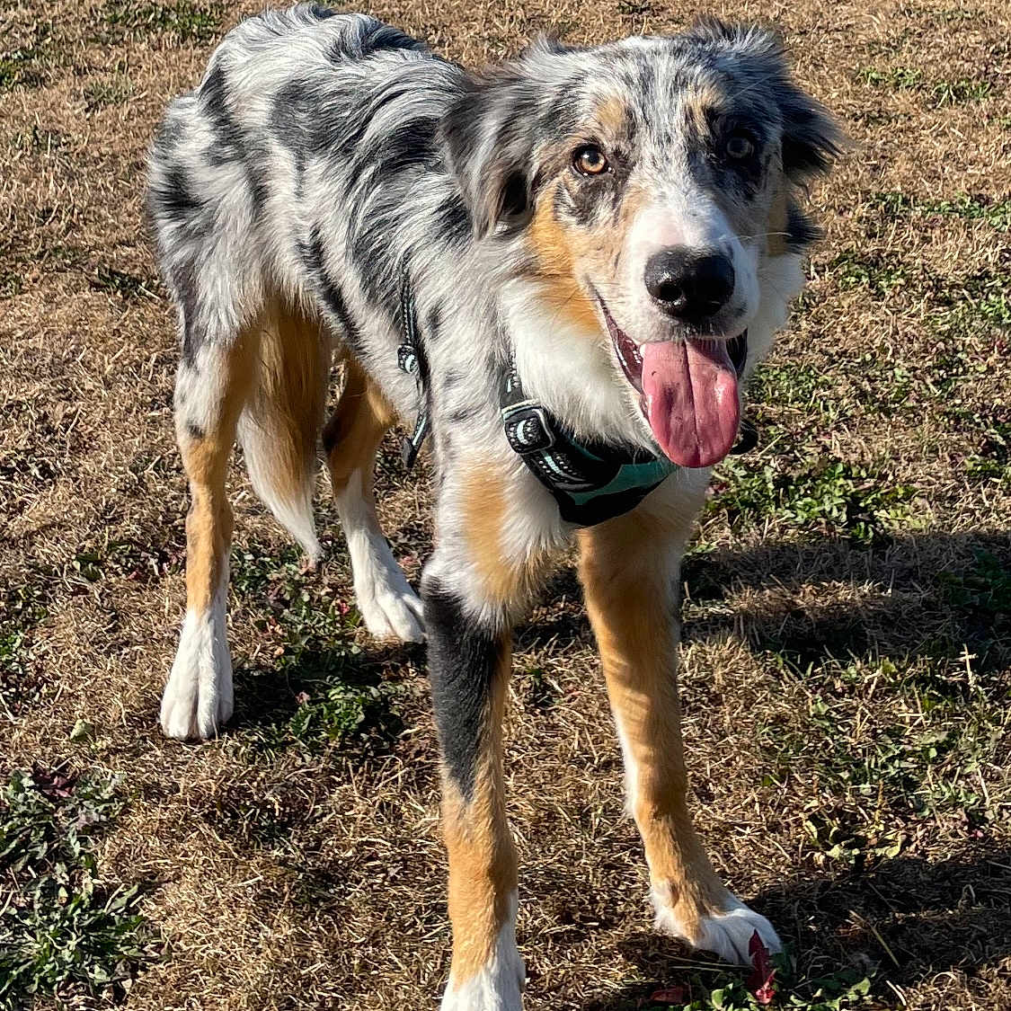 Lumpy a rejoint le concours — aidez-le/la à gagner de superbes lots ! animal, australian_shepherd, black, brown, canine, collar, dog, ears, fur, grass, happy, muzzle, nature, outdoor, pet, playful, standing, sunlight, tongue_out, white