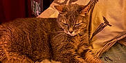 Fanette participe au concours pour gagner de l'argent avec cette photo : animal, bed, blanket, cat, comfort, cozy, cute, domestic, feline, fur, indoor, mammal, pet, pillow, relaxation, resting, sleepy, stretching, warm_light, whiskers