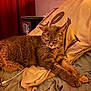 animal, bed, blanket, cat, comfort, cozy, cute, domestic, feline, fur, indoor, mammal, pet, pillow, relaxation, resting, sleepy, stretching, warm_light, whiskers