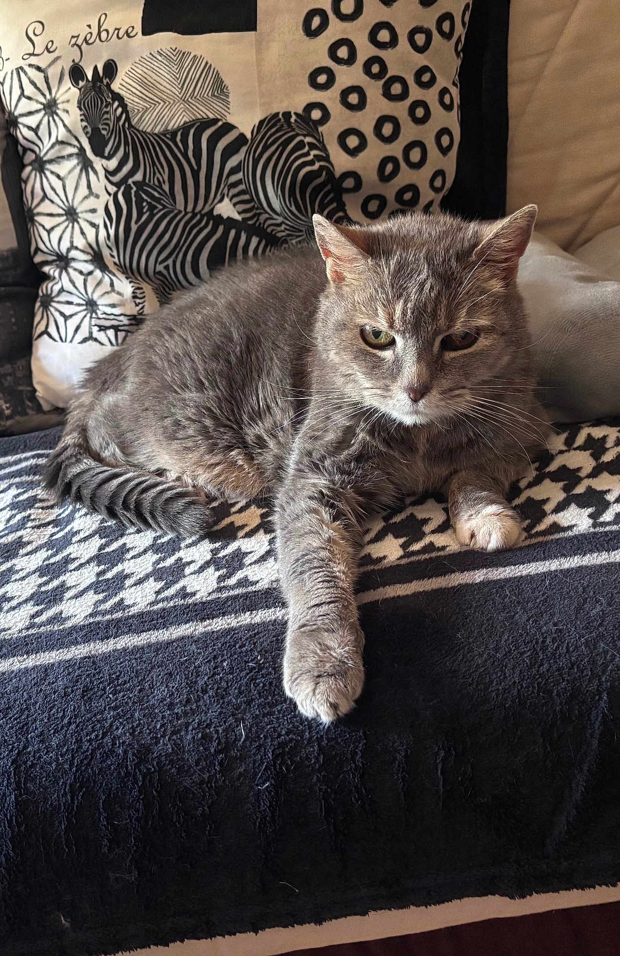 Fanette a rejoint le concours — aidez-le/la à gagner de superbes lots ! cat, gray_cat, feline, pet, animal, indoor, blanket, patterned_blanket, couch, pillow, zebra_pattern, resting, relaxed, fur, whiskers, paw, cozy, home, domestic_cat, cute