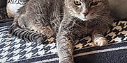 Fanette participe au concours pour gagner de l'argent avec cette photo : cat, gray_cat, feline, pet, animal, indoor, blanket, patterned_blanket, couch, pillow, zebra_pattern, resting, relaxed, fur, whiskers, paw, cozy, home, domestic_cat, cute