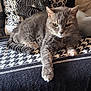 cat, gray_cat, feline, pet, animal, indoor, blanket, patterned_blanket, couch, pillow, zebra_pattern, resting, relaxed, fur, whiskers, paw, cozy, home, domestic_cat, cute