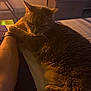 arm, bed, blanket, cat, comfort, cozy, evening, feline, fur, human, indoor, orange_tabby, pet, quiet, relaxing, resting, shadow, soft_light, watching, whiskers