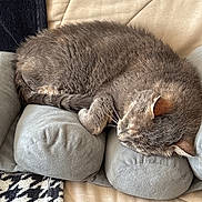 Fanette participe au concours pour gagner de l'argent avec cette photo : cat, sleeping, tabby, grey, pet, cozy, cushion, bed, blanket, indoor, resting, feline, fur, whiskers, relaxation, comfort, domestic, animal, nap, quiet