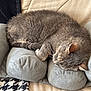 cat, sleeping, tabby, grey, pet, cozy, cushion, bed, blanket, indoor, resting, feline, fur, whiskers, relaxation, comfort, domestic, animal, nap, quiet