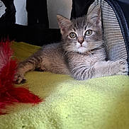 Berlioz participe au concours pour gagner de l'argent avec cette photo : kitten, cat, gray_tabby, pet, animal, feline, cute, young, indoor, mesh_enclosure, blanket, yellow, toy, feather, resting, curious, paw, whiskers, small, cozy