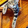 Tigrou participe au concours pour gagner de l'argent avec cette photo : cat, tabby, staircase, wood, paw, animal, pet, indoor, curious, feline, relaxed, looking, ears, whiskers, claws, striped, young_cat, house, casual, resting