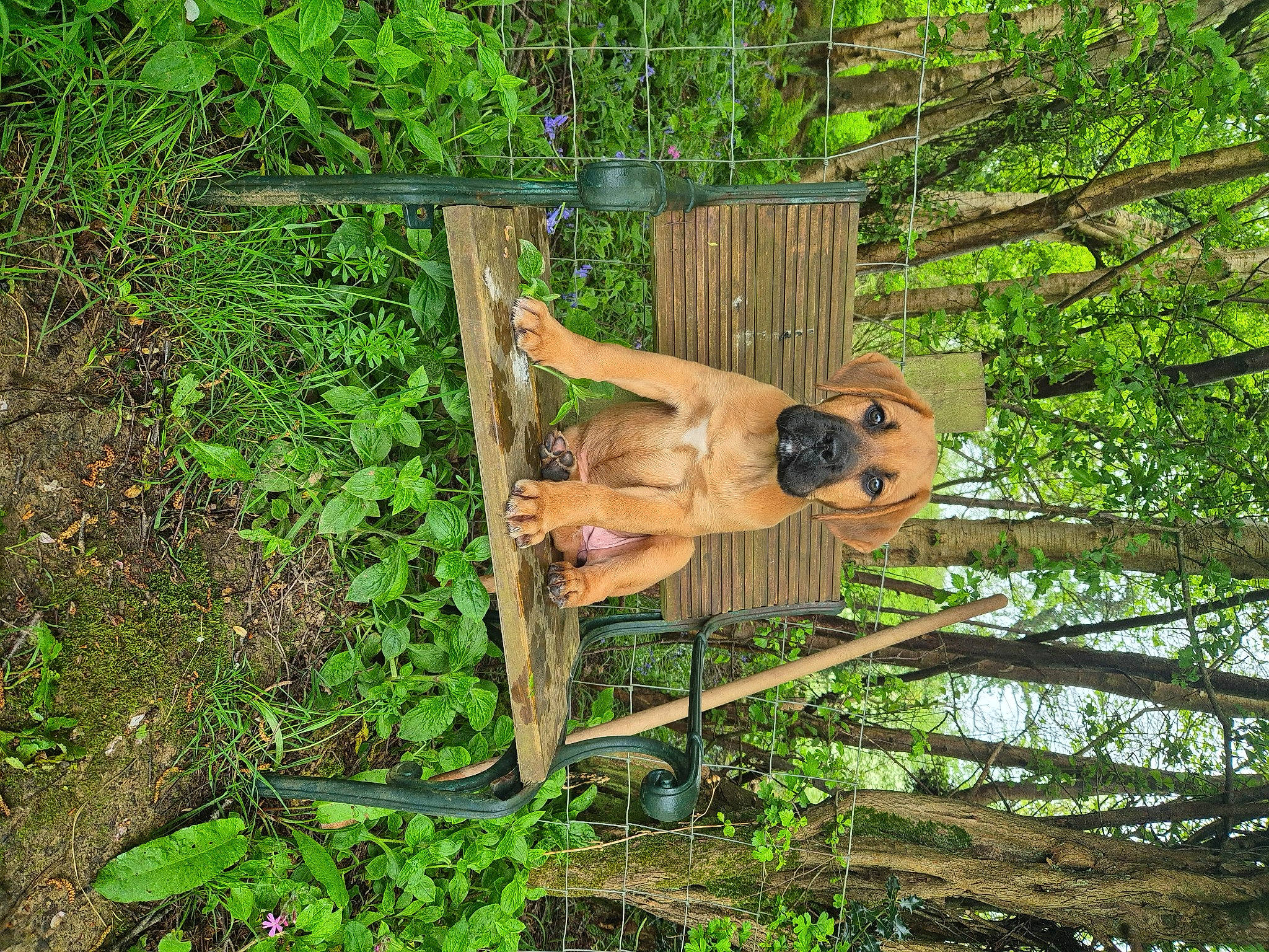 Bramble Aka Doris joined the competition — help win amazing prizes! art, fawn, forest, garden, grass, groundcover, jungle, landscape, leisure, people_in_nature, plant, plant_community, soil, terrestrial_animal, tree, trunk, wildlife, wood, woodland, working_animal