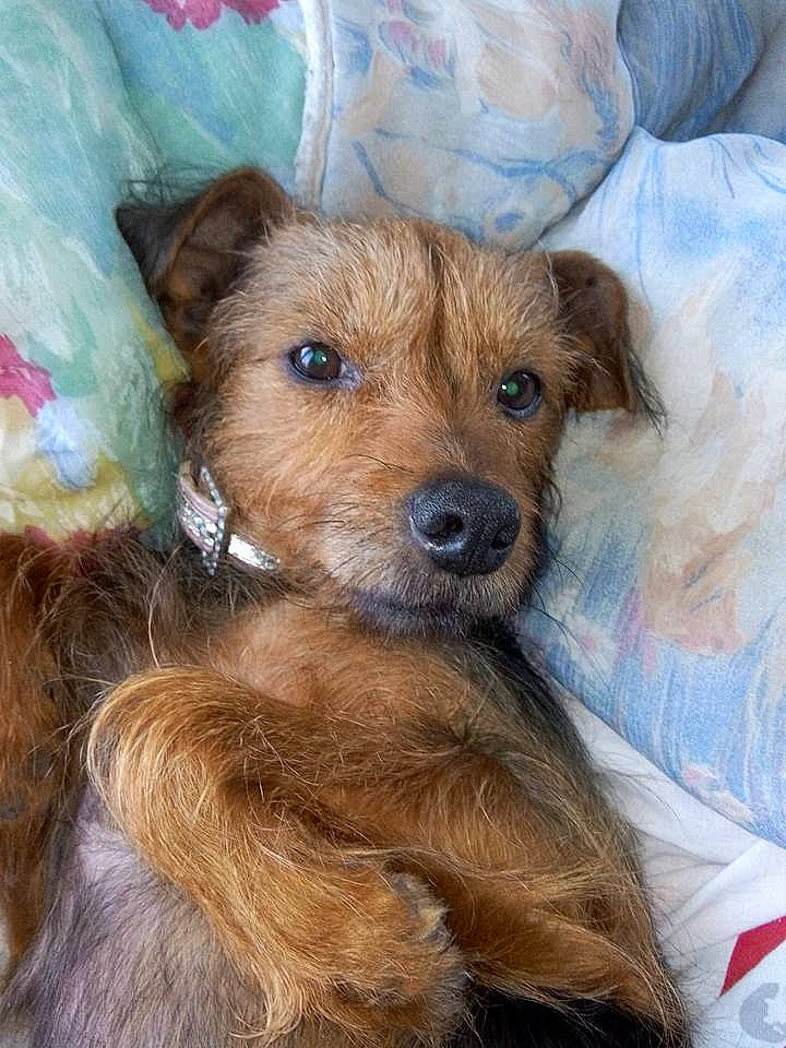 Anis a rejoint le concours — aidez-le/la à gagner de superbes lots ! australian_silky_terrier, australian_terrier, carnivoran, companion_dog, dog, dog_breed, dog_breed_group, dog_like_mammal, dutch_smoushond, irish_terrier, lakeland_terrier, morkie, norfolk_terrier, norwich_terrier, person, puppy, rare_breed_dog, schnoodle, snout, sporting_lucas_terrier