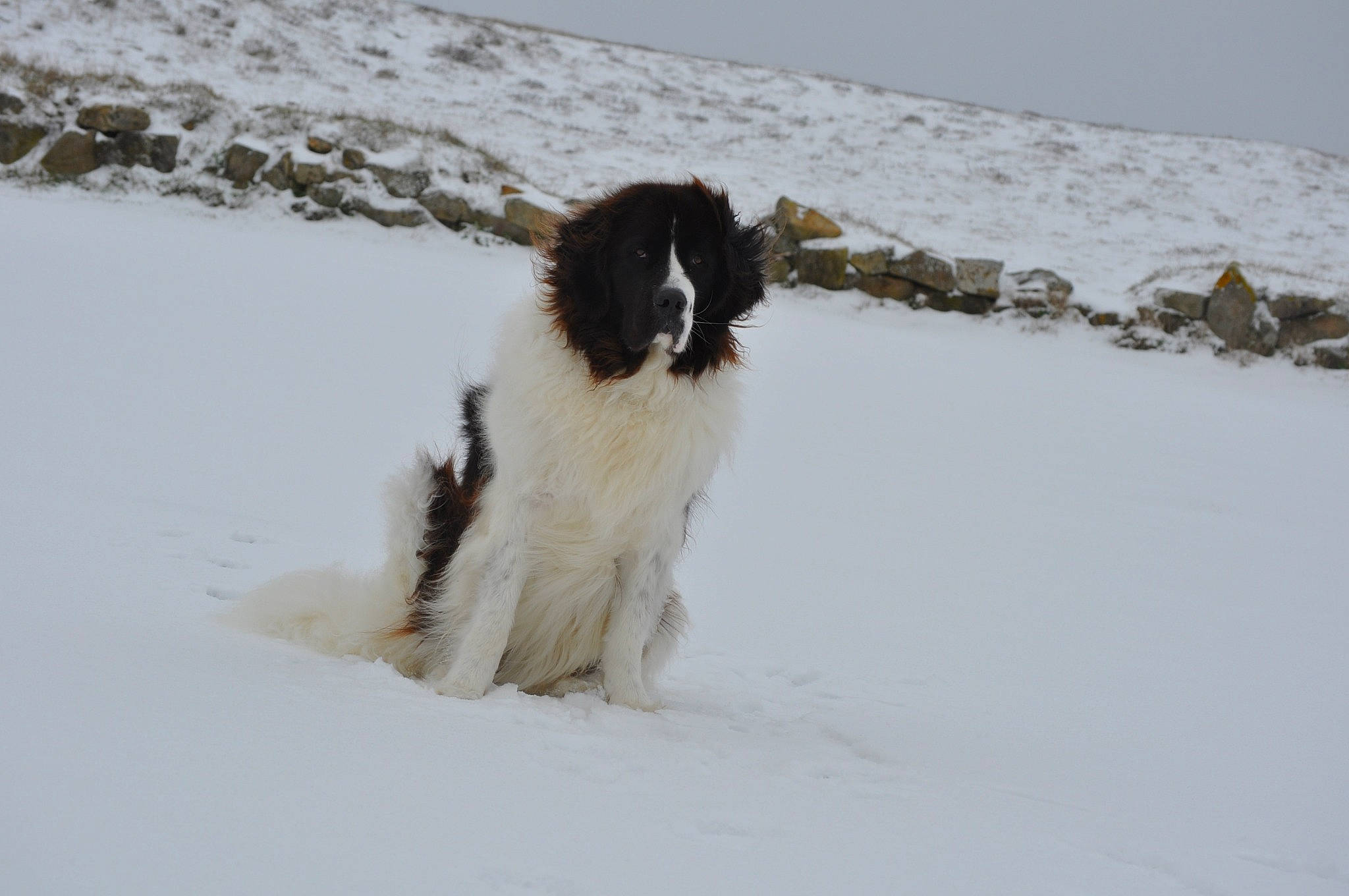 Lholly a rejoint le concours — aidez-le/la à gagner de superbes lots ! canidae, carnivore, companion_dog, dog, dog_breed, freezing, fur, gun_dog, hunting_dog, japanese_chin, snout, snow, sporting_group, winter, working_animal, working_dog