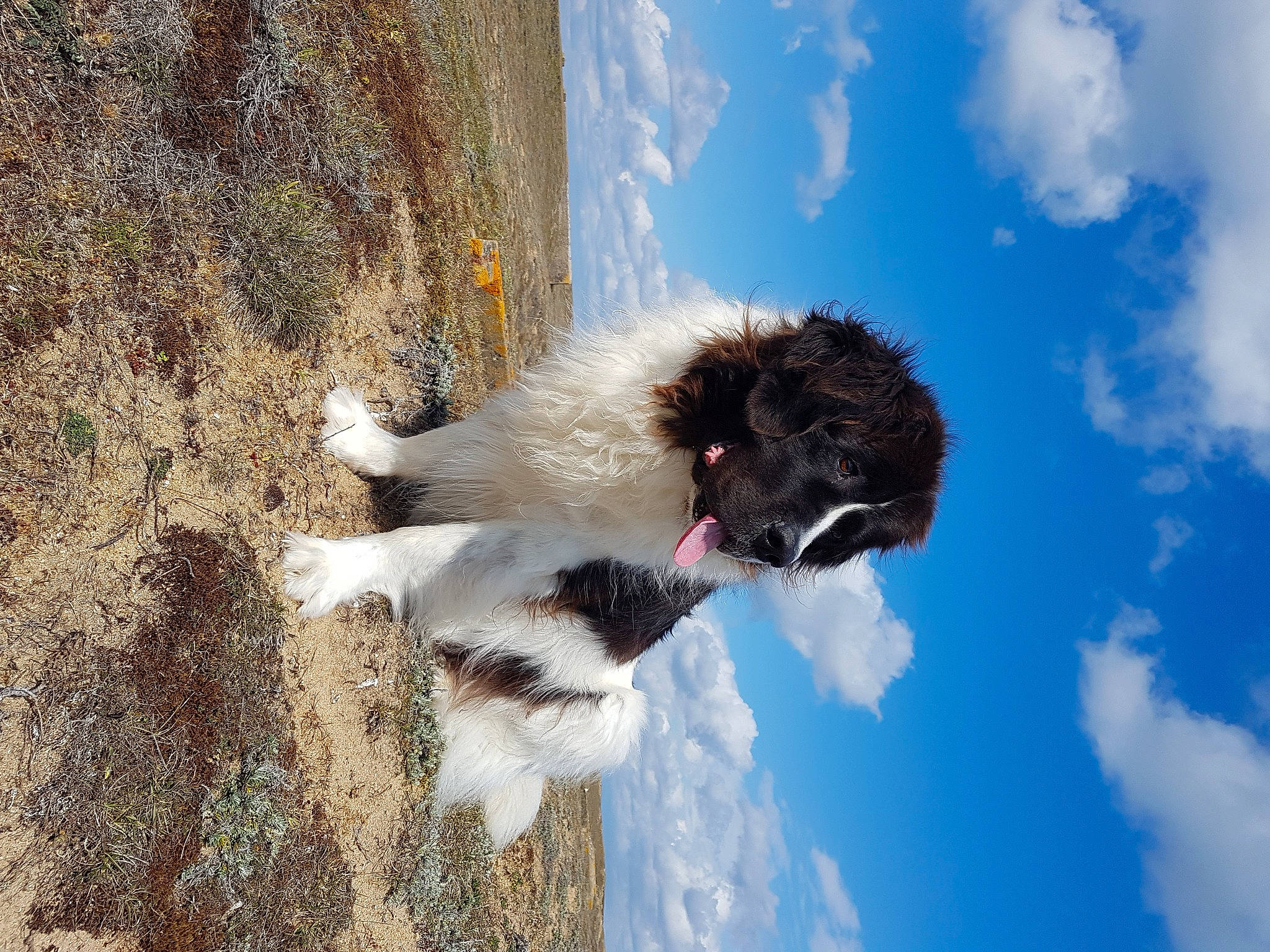 Lholly participe au concours pour gagner de l'argent avec cette photo : adventure, canidae, carnivore, cloud, collar, companion_dog, cumulus, dog, dog_breed, dog_collar, fur, herding_dog, sky, snout, soil, sporting_group, tail, tree, water, water_dog