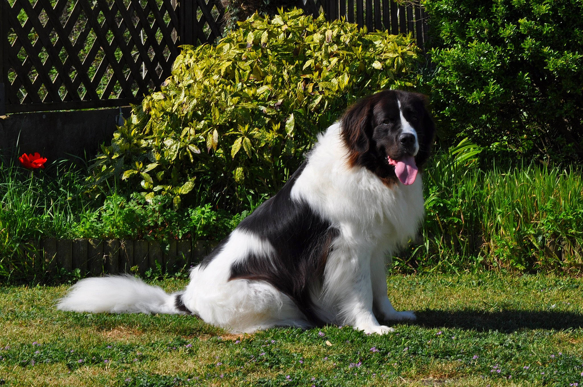 Lholly a rejoint le concours — aidez-le/la à gagner de superbes lots ! border_collie, canidae, carnivore, companion_dog, dog, dog_breed, fur, grass, groundcover, gun_dog, herding_dog, plant, snout, sporting_group, terrestrial_animal, tree, working_dog