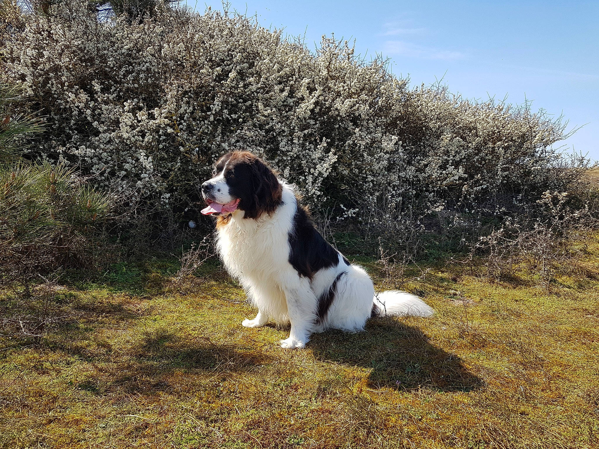 Lholly a rejoint le concours — aidez-le/la à gagner de superbes lots ! canidae, carnivore, companion_dog, dog, dog_breed, fur, grass, gun_dog, herding_dog, landscape, landseer, moscow_watchdog, plant, sky, snout, soil, sporting_group, st_bernard, tail, walking
