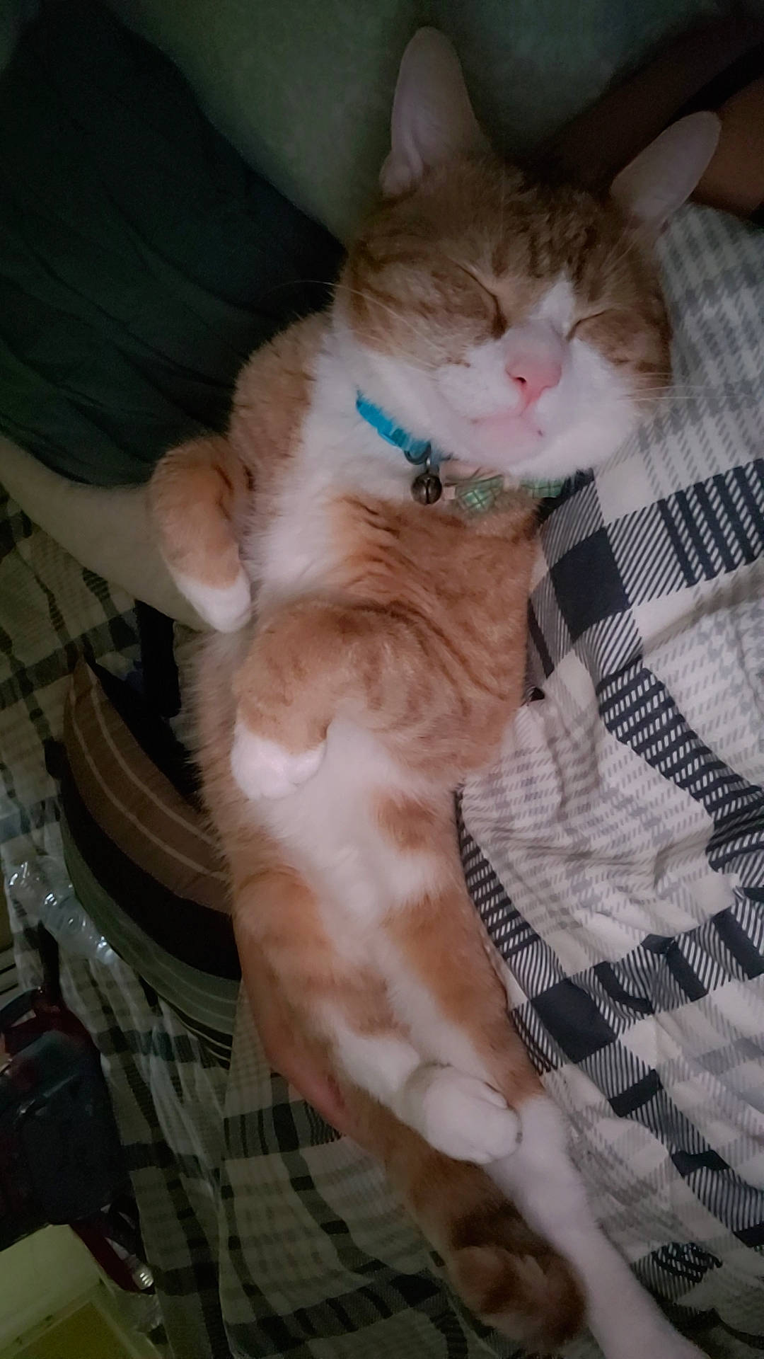 Simba joined the competition — help win amazing prizes! bag, carnivore, cat, claw, comfort, domestic_short_haired_cat, fawn, felidae, fur, luggage_and_bags, paw, sitting, small_to_medium_sized_cats, snout, tail, whiskers