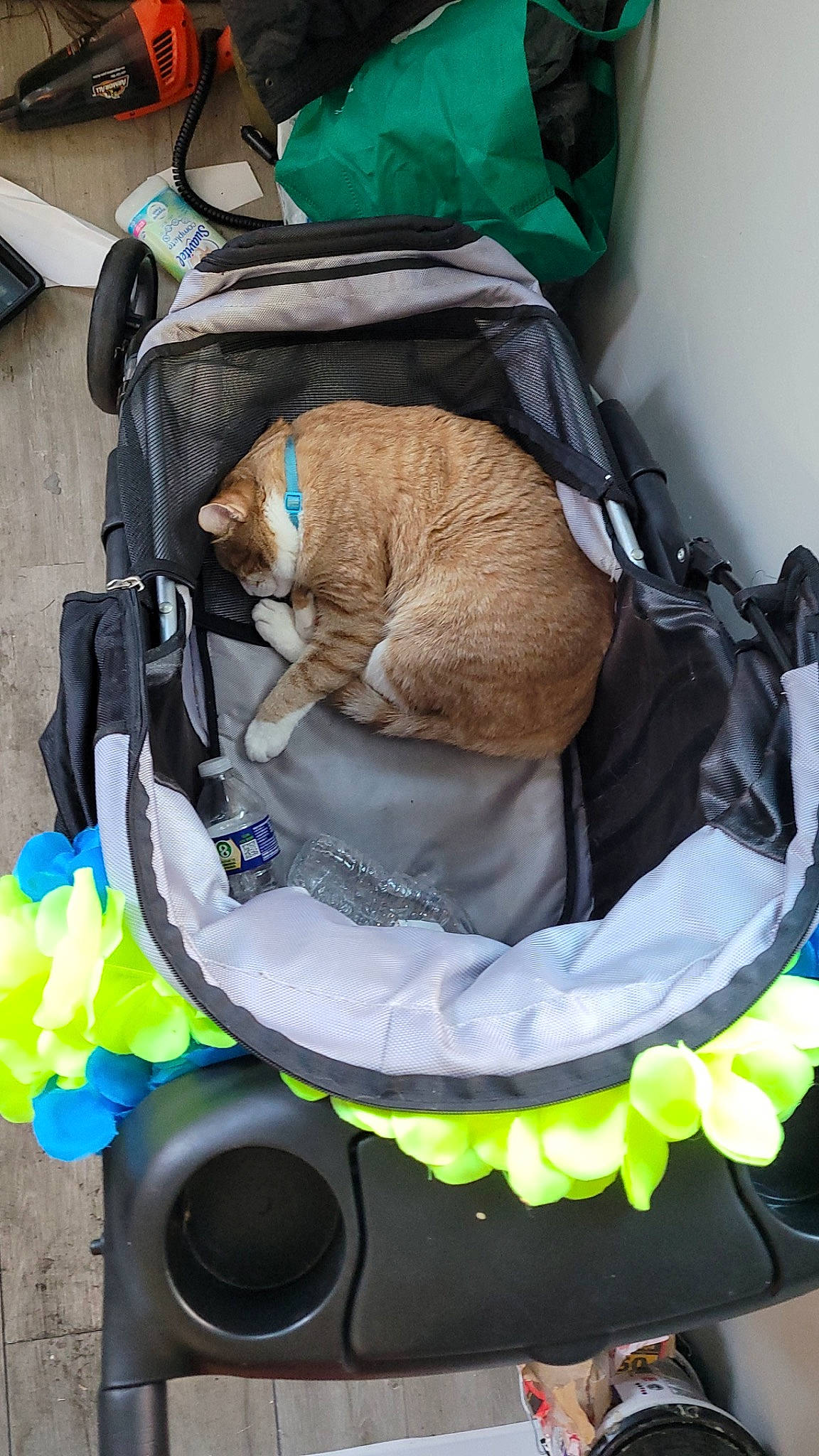 Simba is registered to the contest to win money with this photo: automotive_tire, baby_carriage, baby_products, bag, baggage, carnivore, cat, collar, comfort, companion_dog, electric_blue, fawn, felidae, fur, luggage_and_bags, personal_protective_equipment, pet_supply, product, sporting_group, yellow