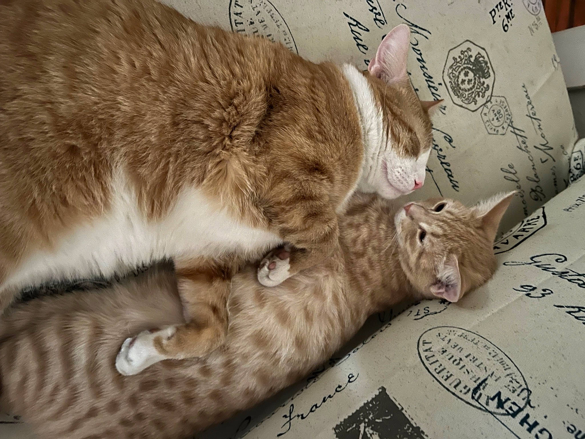 Rock joined the competition — help win amazing prizes! carnivore, cat, claw, comfort, domestic_short_haired_cat, fawn, felidae, fur, handwriting, linens, nap, paw, sleep, small_to_medium_sized_cats, tail, terrestrial_animal, whiskers