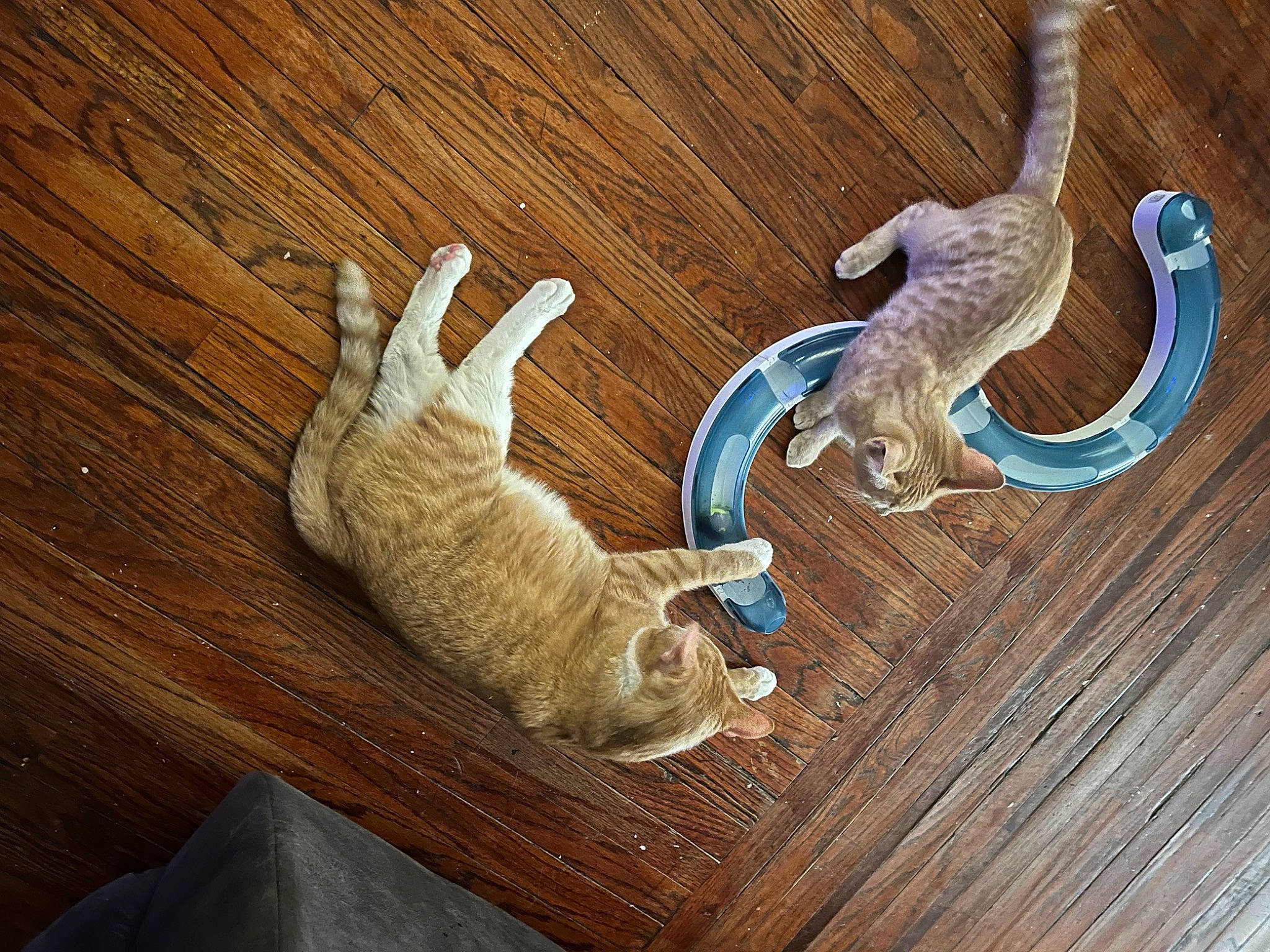 Rock is registered to the contest to win money with this photo: cat, fawn, felidae, floor, flooring, fur, hardwood, laminate_flooring, metal, natural_material, pattern, plank, plywood, small_to_medium_sized_cats, tail, toy, varnish, wood, wood_flooring, wood_stain