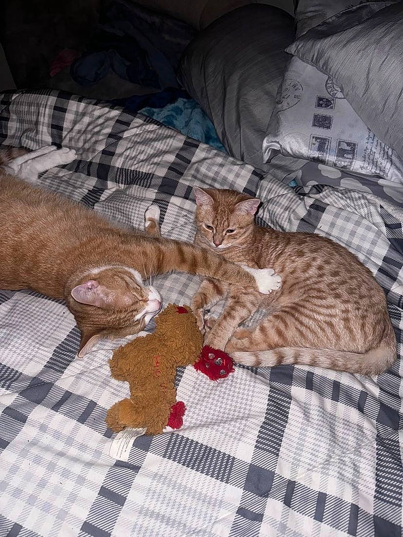 Rock is registered to the contest to win money with this photo: bed, bed_sheet, bedding, carnivore, cat, comfort, domestic_short_haired_cat, fawn, felidae, fur, linens, pattern, plaid, room, small_to_medium_sized_cats, tail, tartan, textile, whiskers, wood