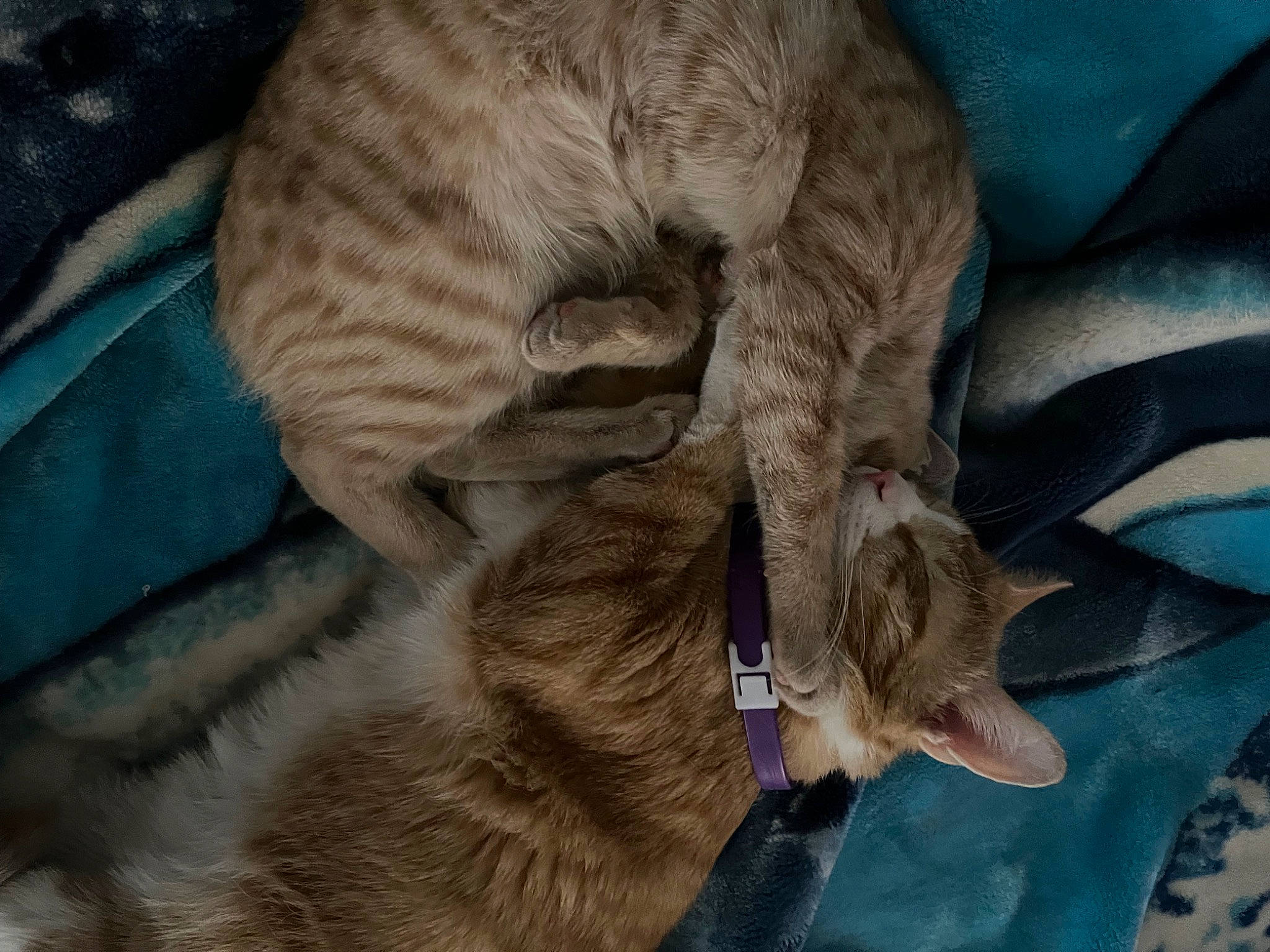 Rock joined the competition — help win amazing prizes! carnivore, cat, claw, comfort, dog_breed, domestic_short_haired_cat, fang, fawn, felidae, fur, grey, linens, liver, musical_instrument, natural_material, paw, small_to_medium_sized_cats, tail, terrestrial_animal, whiskers