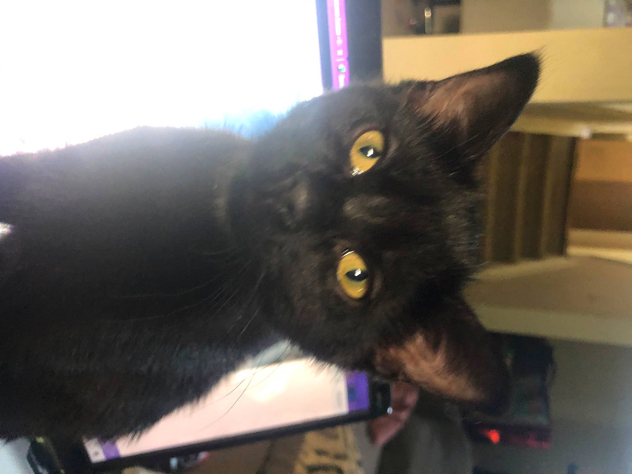 Elvira joined the competition — help win amazing prizes! asian, black, black_cat, bombay, burmese, carnivore, cat, domestic_short_haired_cat, eye, felidae, havana_brown, korat, small_to_medium_sized_cats, snout, whiskers