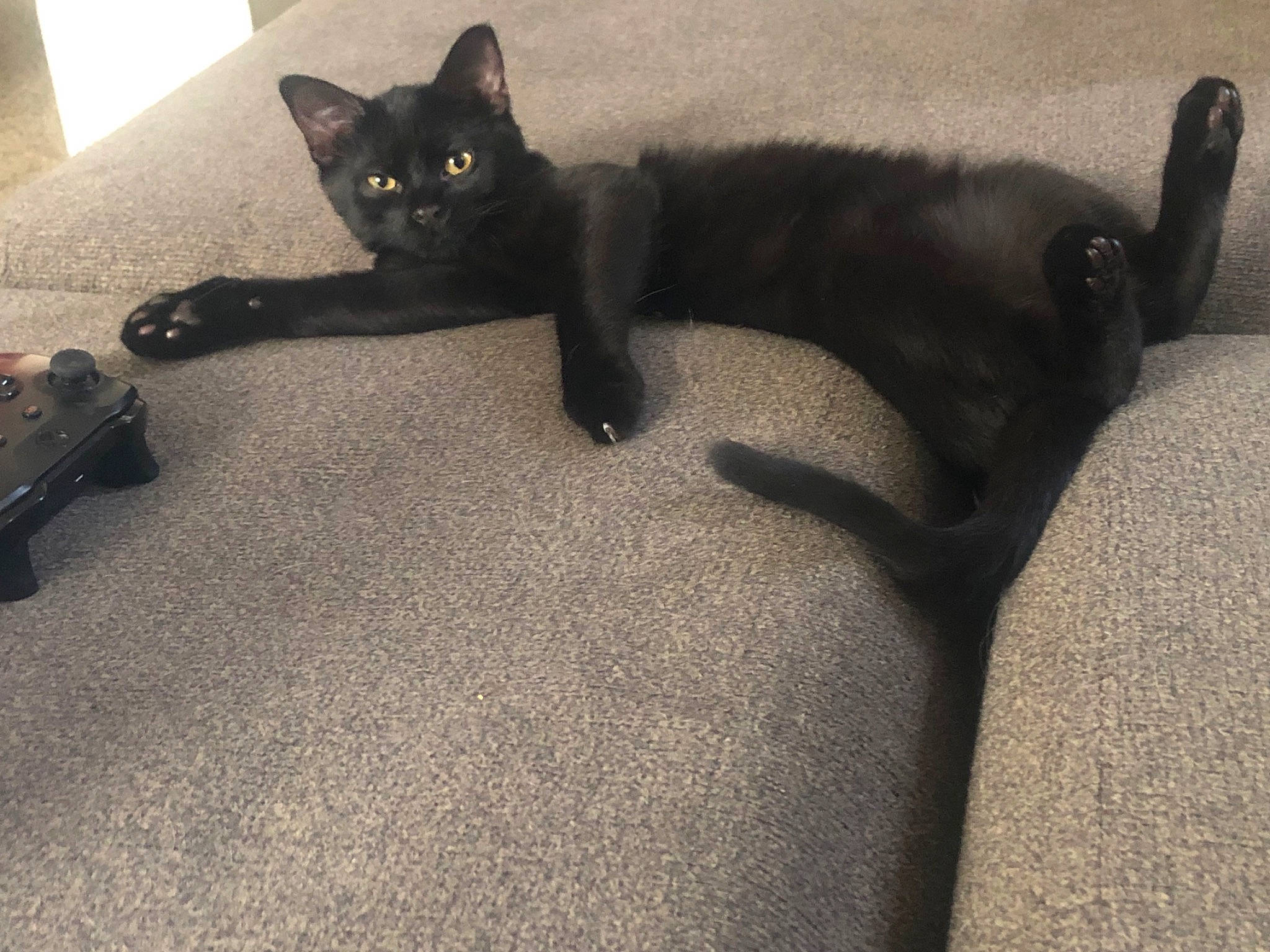 Elvira is registered to the contest to win money with this photo: black_cat, bombay, burmese, carnivore, cat, domestic_short_haired_cat, felidae, floor, flooring, fur, kitten, korat, paw, polydactyl_cat, russian_blue, small_to_medium_sized_cats, tail, whiskers