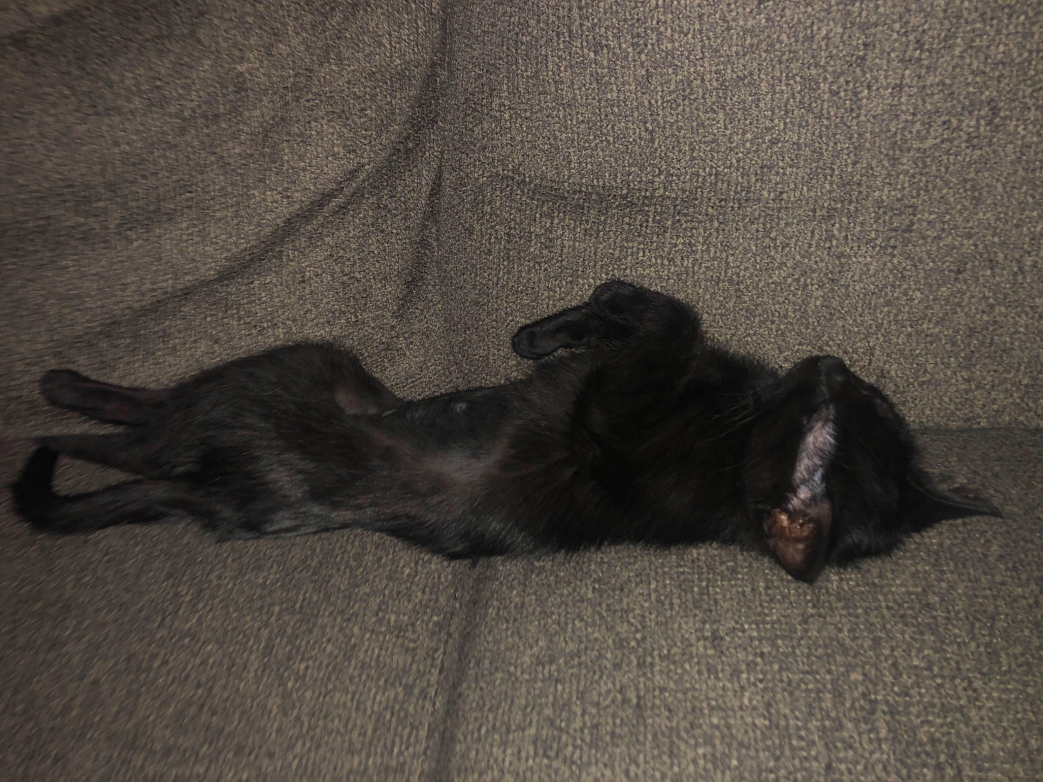 Elvira is registered to the contest to win money with this photo: black, black_cat, canidae, carnivore, cat, dog, dog_breed, flat_coated_retriever, fur, guard_dog, nap, paw, sleep, sporting_group, tail