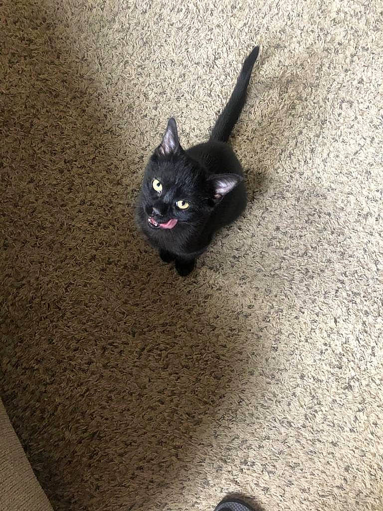 Elvira is registered to the contest to win money with this photo: black, black_cat, bombay, british_shorthair, carnivore, cat, domestic_short_haired_cat, ear, fawn, felidae, floor, flooring, fur, kitten, sand, small_to_medium_sized_cats, tail, whiskers