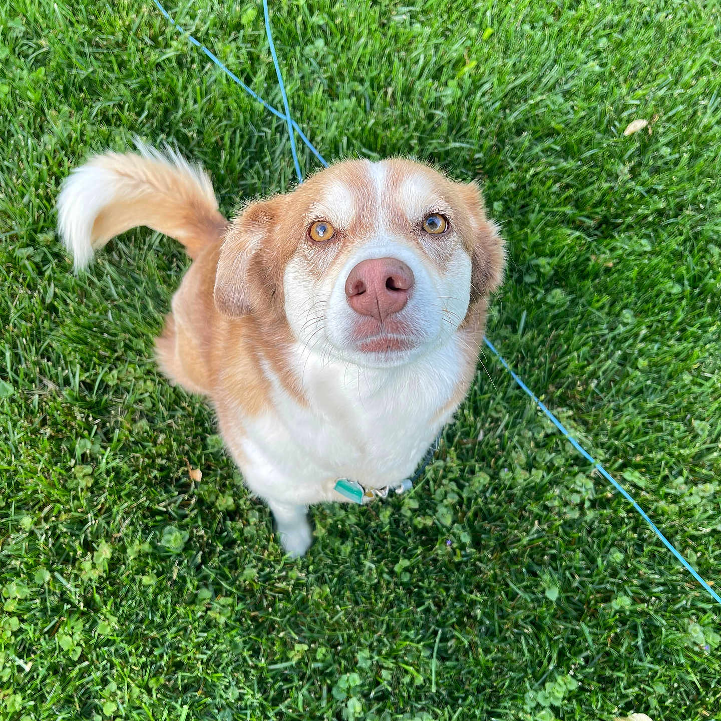 Luna is registered to the contest to win money with this photo: accessories, animal, canine, dog, field, grass, grassland, hound, husky, lawn, leash, nature, outdoors, park, pet, plant, puppy, strap, vegetation, yard